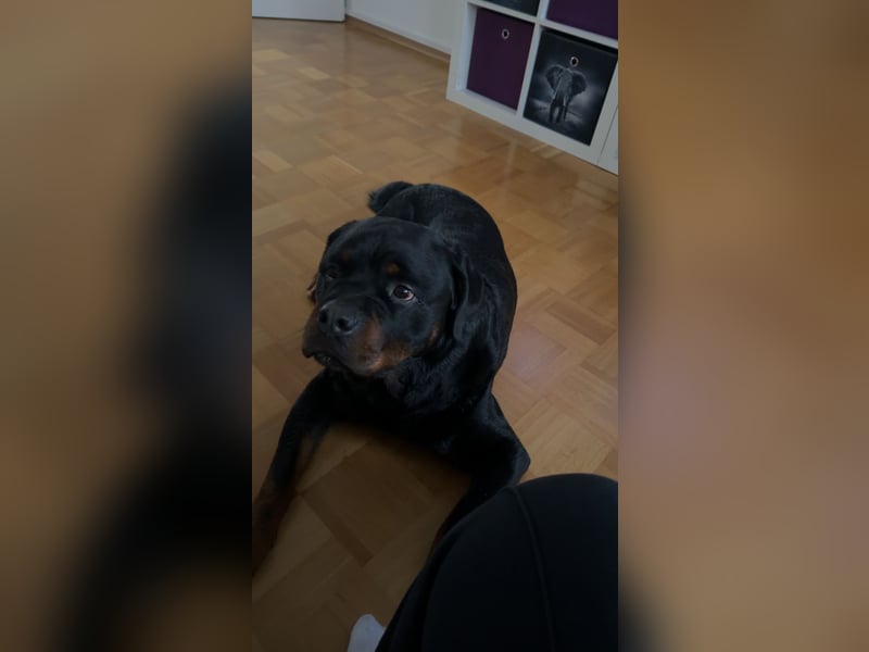 Rottweiler rüde