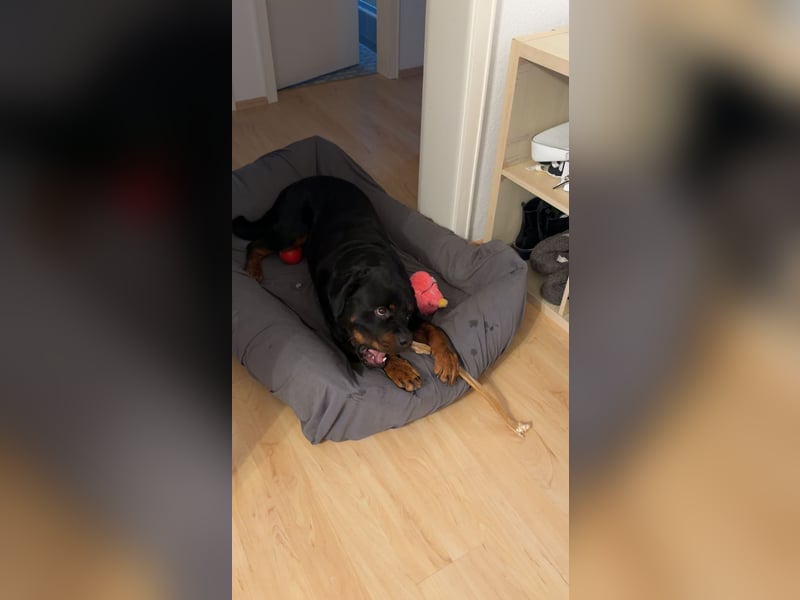 Rottweiler rüde