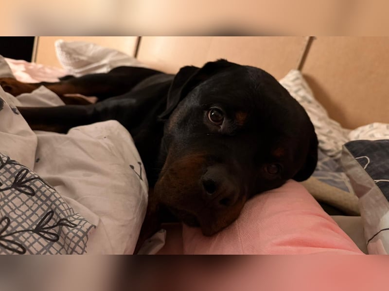Rottweiler rüde