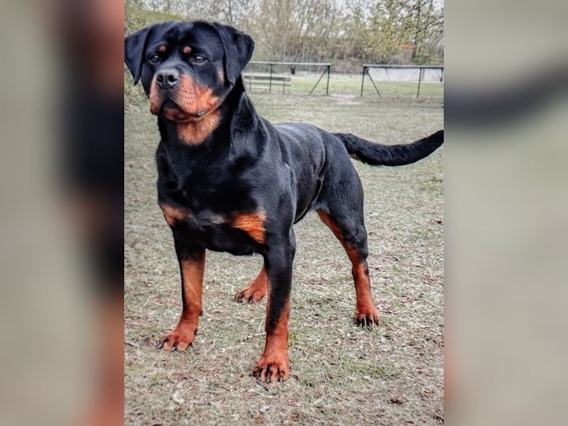 Rottweiler‑Welpen mit ADRK‑Ahnentafel abzugeben