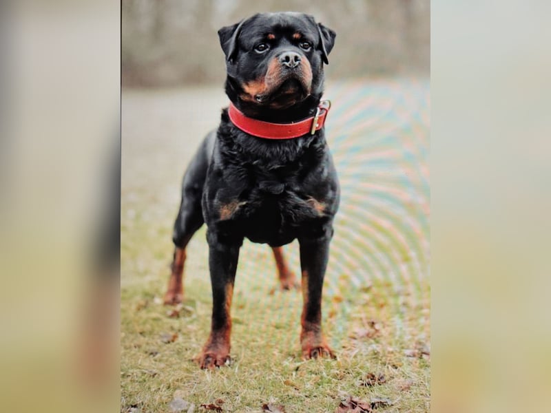Rottweiler‑Welpen mit ADRK‑Ahnentafel abzugeben