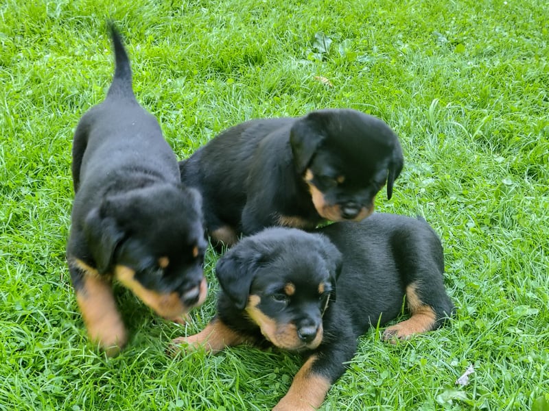 Rottweiler‑Welpen mit ADRK‑Ahnentafel abzugeben