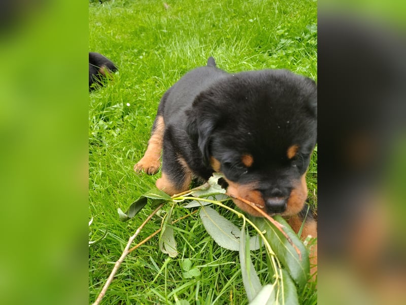 Rottweiler‑Welpen mit ADRK‑Ahnentafel abzugeben