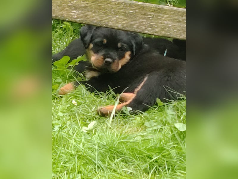 Rottweiler‑Welpen mit ADRK‑Ahnentafel abzugeben