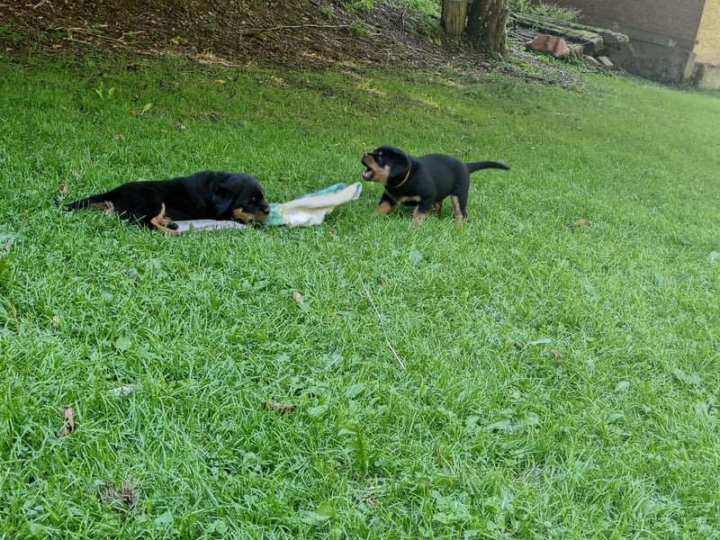 Rottweiler‑Welpen mit ADRK‑Ahnentafel abzugeben