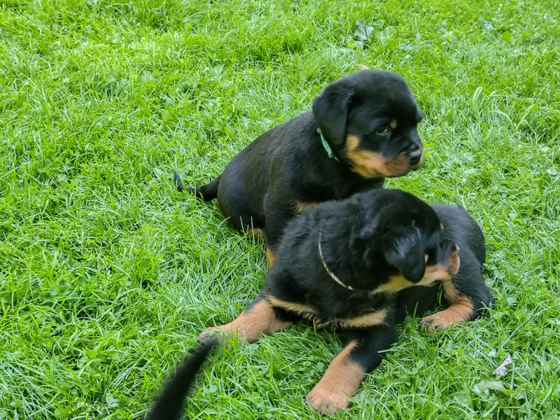 Rottweiler‑Welpen mit ADRK‑Ahnentafel abzugeben