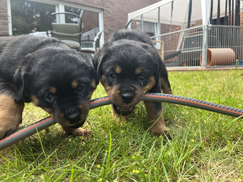 ADRK Rottweiler - Welpen