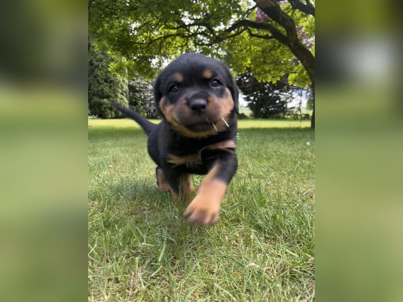 ADRK Rottweiler - Welpen
