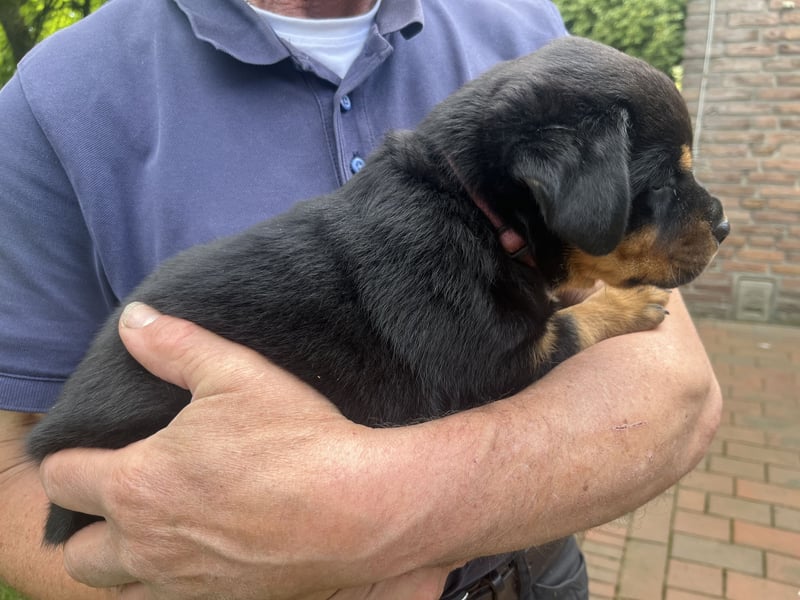 ADRK Rottweiler - Welpen