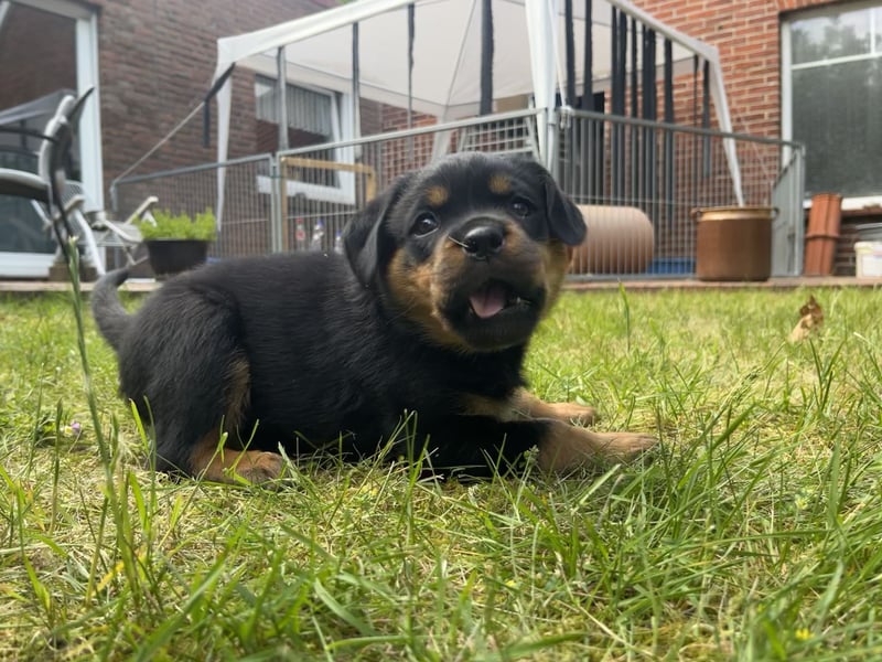 ADRK Rottweiler - Welpen