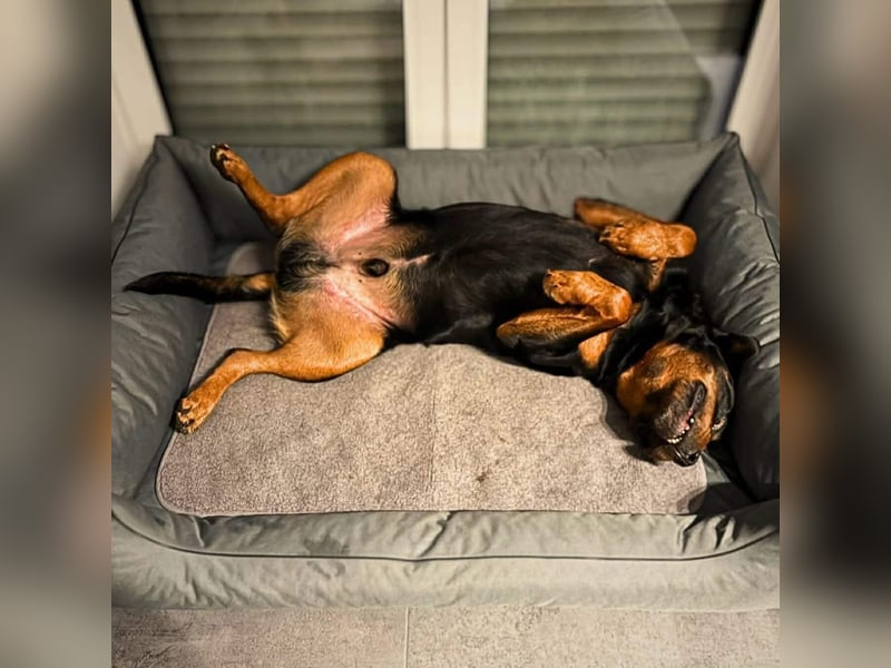 Spike - ein Schmusebär