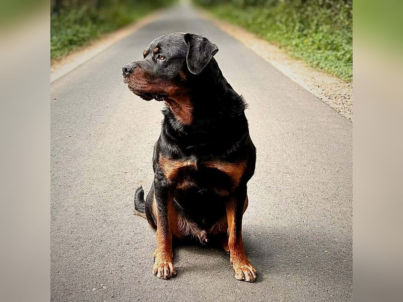 Spike - ein Schmusebär