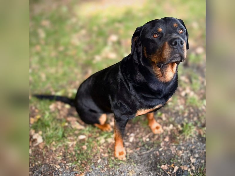 Spike - ein Schmusebär