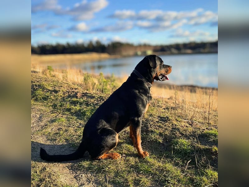 Spike - ein Schmusebär