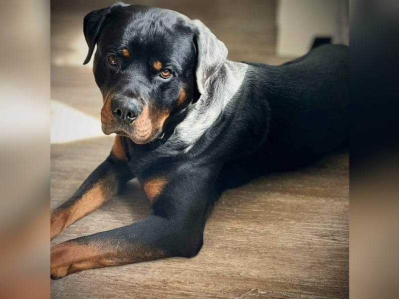 Spike - ein Schmusebär