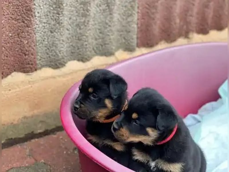 Rottweiler  Hündin – geimpft, entwurmt, gechipt, mit EU-Heimtierausweis