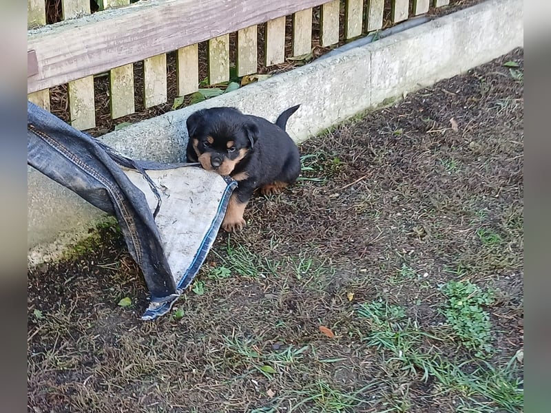 Welpen mit ADRK Papieren