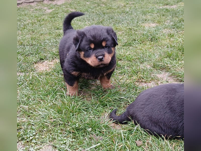 Welpen mit ADRK Papieren