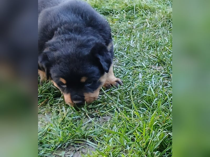 Welpen mit ADRK Papieren