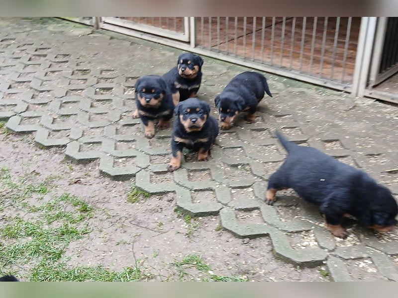 Welpen mit ADRK Papieren