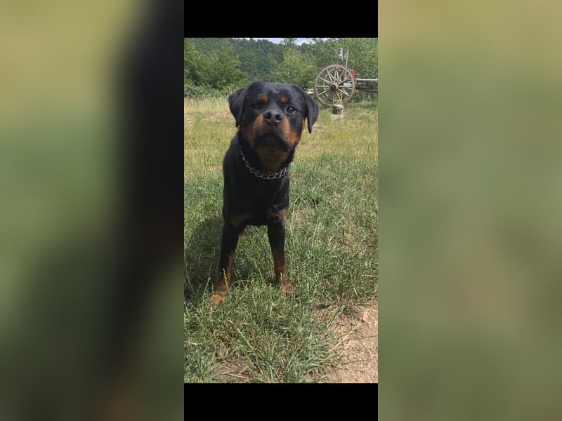 Rottweiler