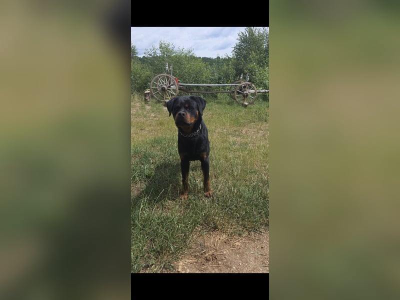 Rottweiler