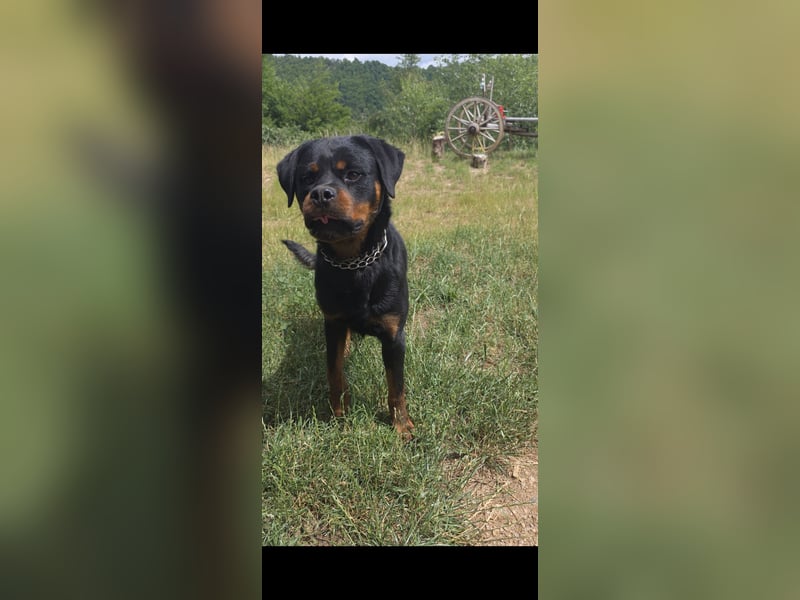 Rottweiler