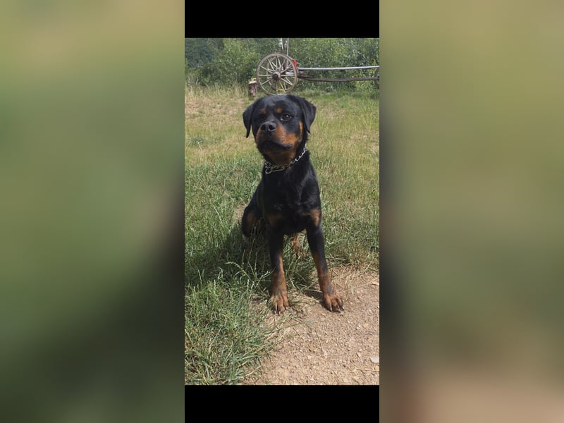 Rottweiler