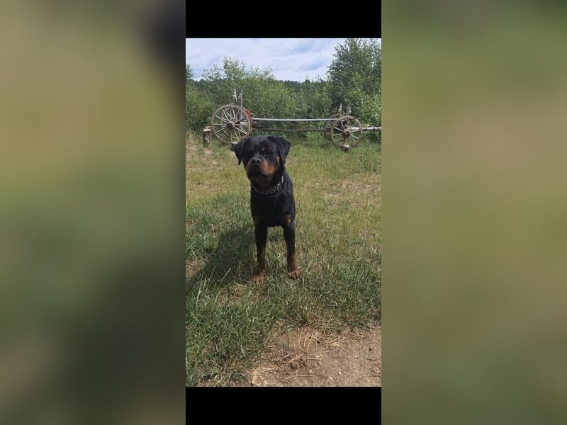 Rottweiler