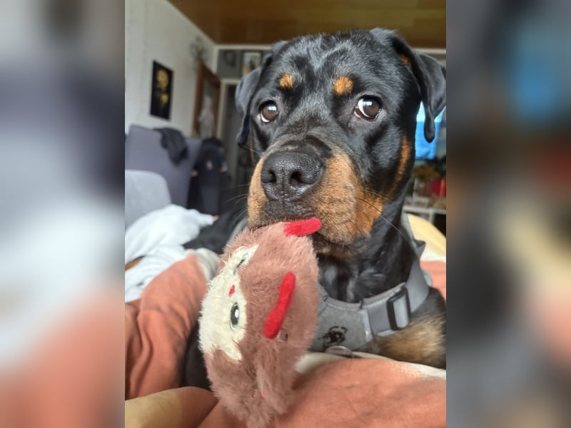 Rottweiler Hündin