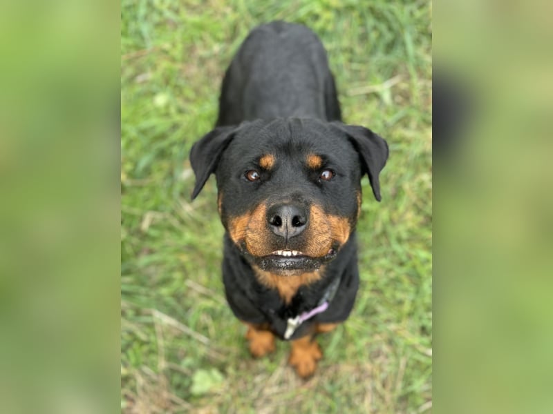 Bagheera – als Solistin ein kleines Hundewunder