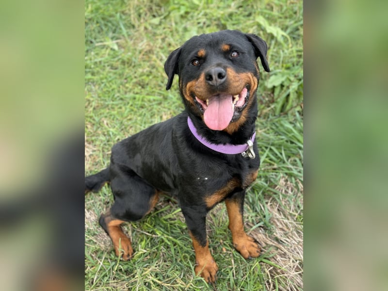 Bagheera – als Solistin ein kleines Hundewunder