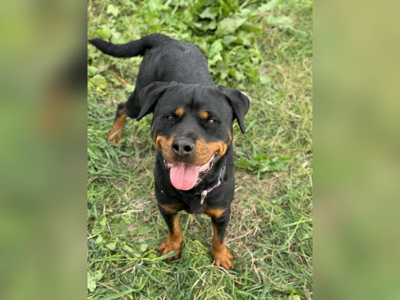 Bagheera – als Solistin ein kleines Hundewunder