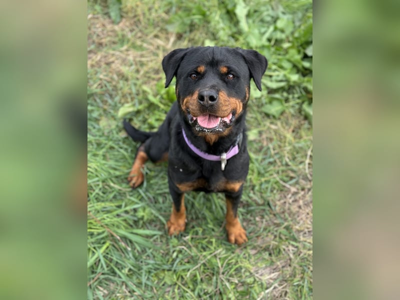 Bagheera – als Solistin ein kleines Hundewunder