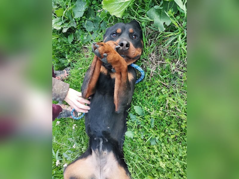 Bagheera – als Solistin ein kleines Hundewunder