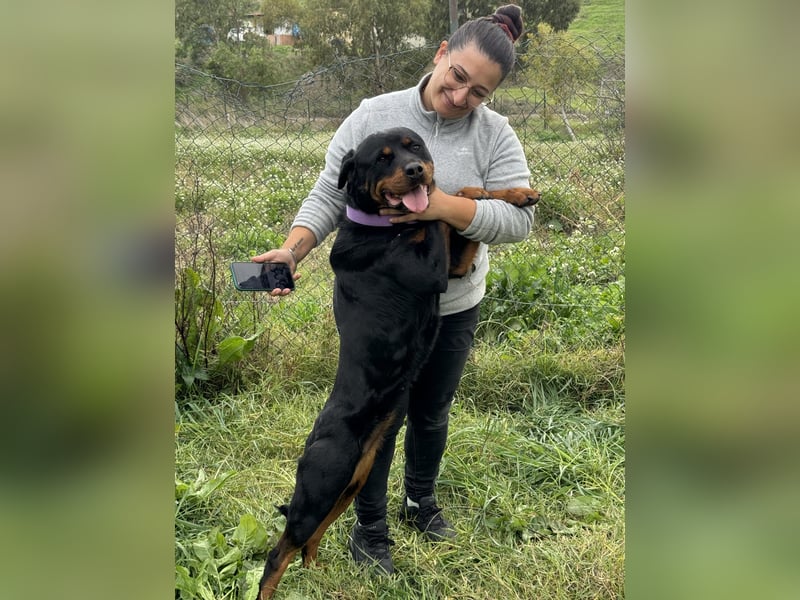 Bagheera – als Solistin ein kleines Hundewunder