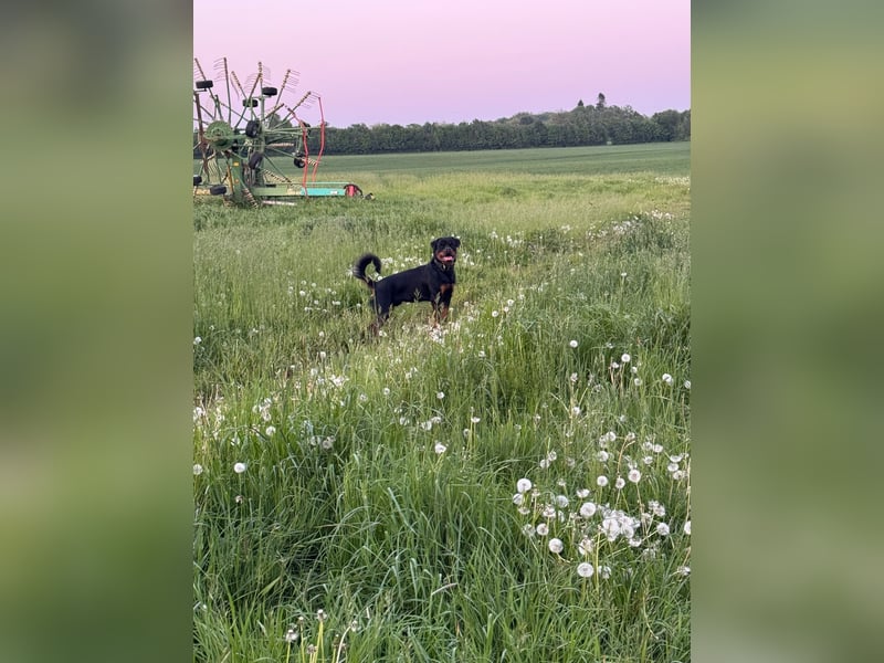 Rottweiler rüde