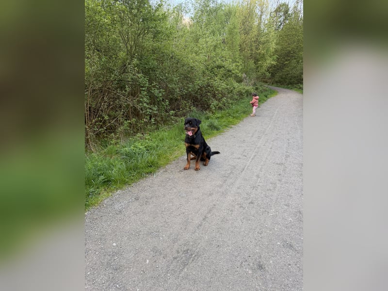 Rottweiler rüde