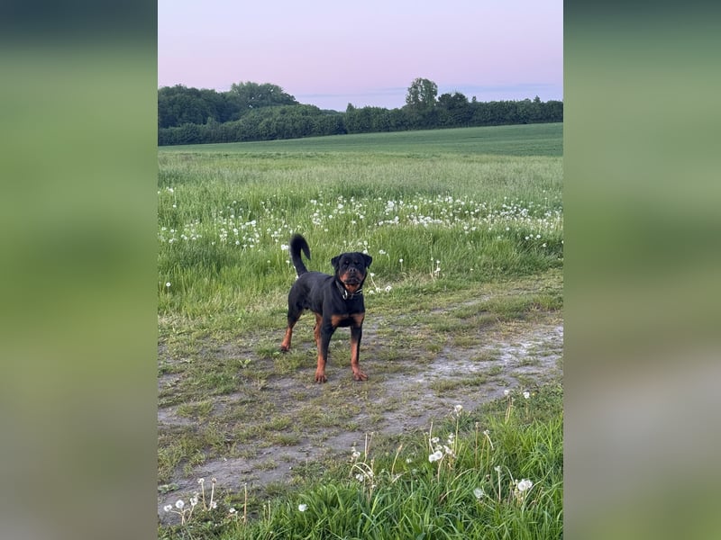 Rottweiler rüde