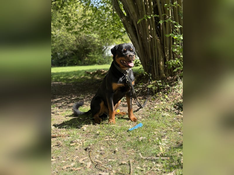 Rottweiler rüde