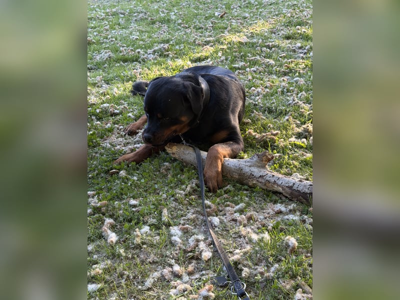 Rottweiler rüde