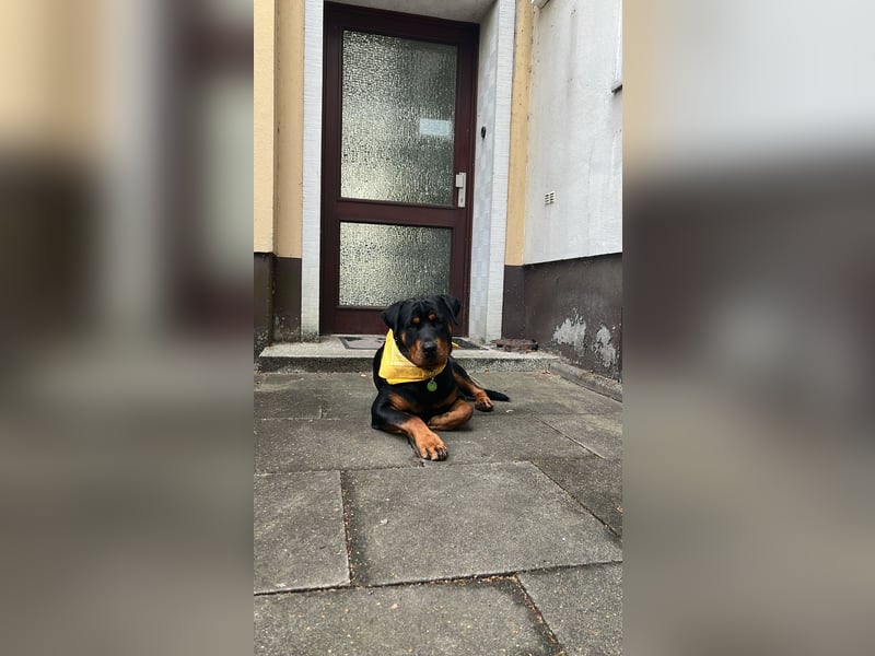 Lieber rüde sucht neues Zuhause