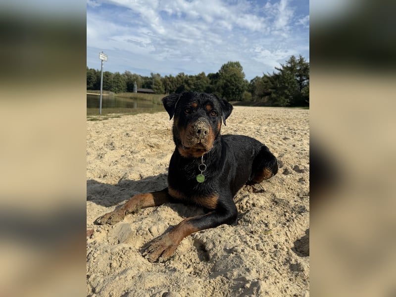 Lieber rüde sucht neues Zuhause