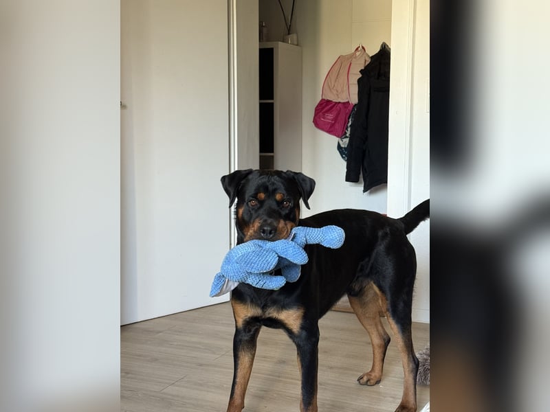 Lieber rüde sucht neues Zuhause