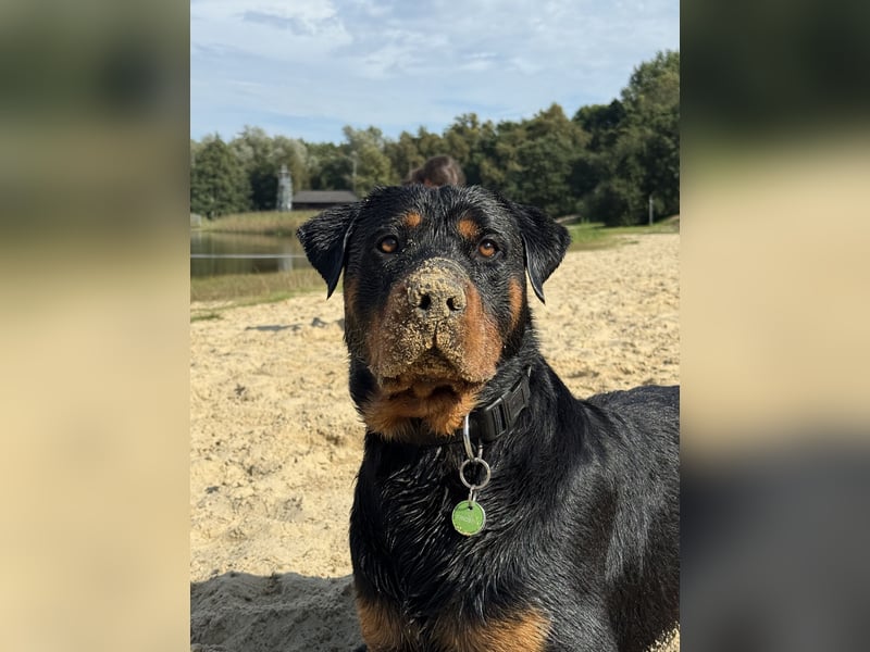 Lieber rüde sucht neues Zuhause