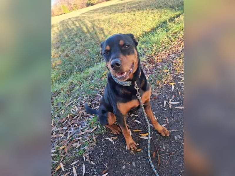 Samson, Rottweiler, geb. 2018, ein " Ein Mann Hund"