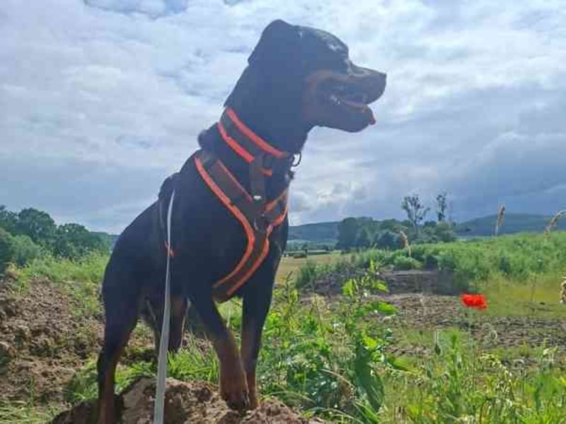 Josy, Rottweiler, geb. 2018, sie ist eine tolle Begleiterin, verschmust, anhänglich, auch als Zweith