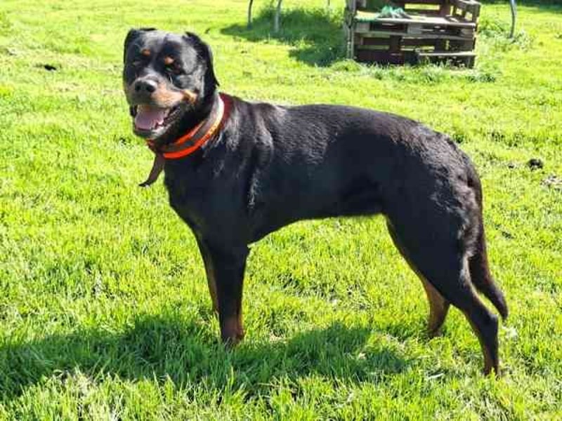 Josy, Rottweiler, geb. 2018, sie ist eine tolle Begleiterin, verschmust, anhänglich, auch als Zweith