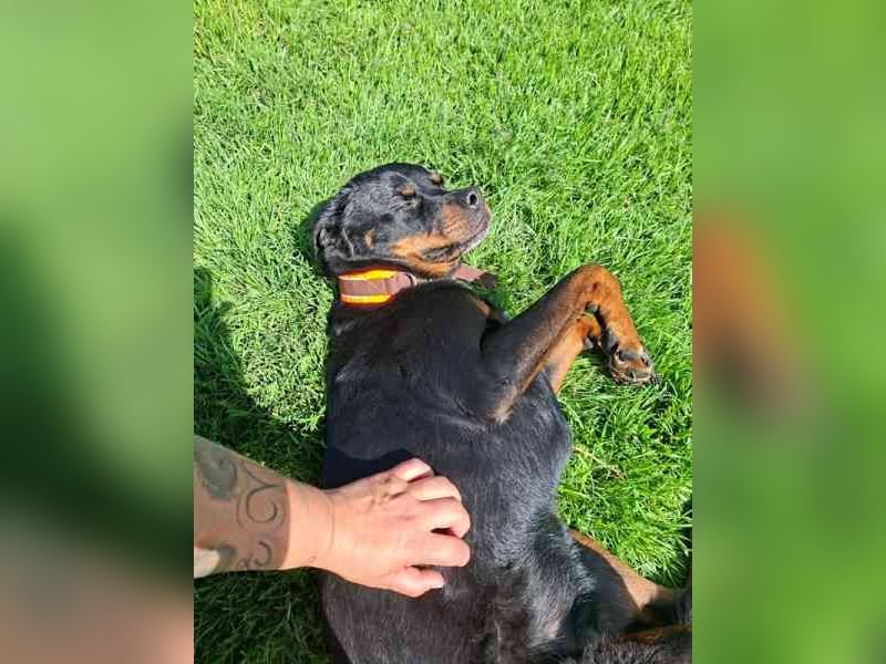 Josy, Rottweiler, geb. 2018, sie ist eine tolle Begleiterin, verschmust, anhänglich, auch als Zweith