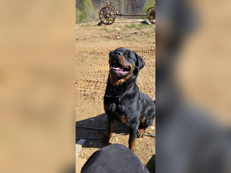 Rottweiler